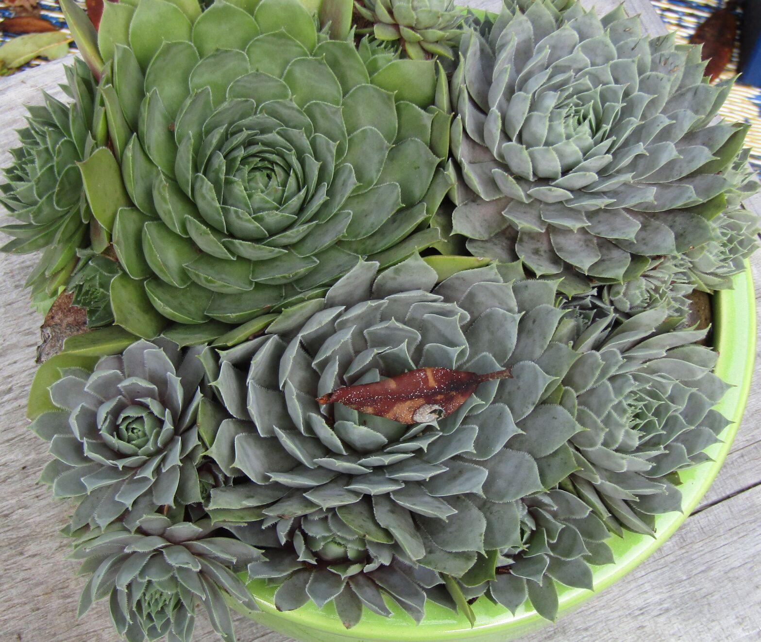 Succulents